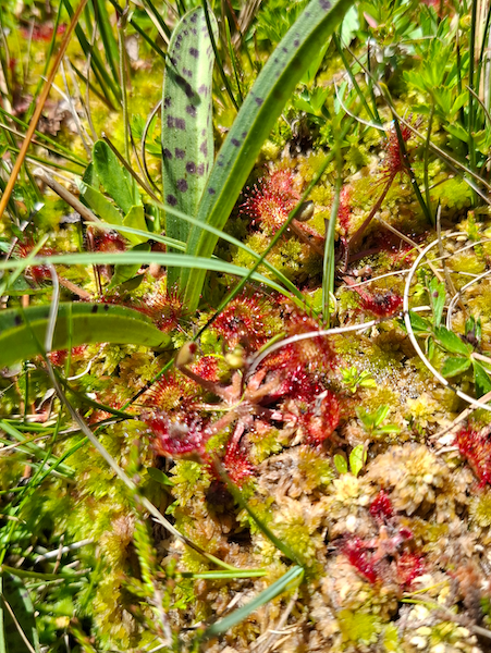 Drosera